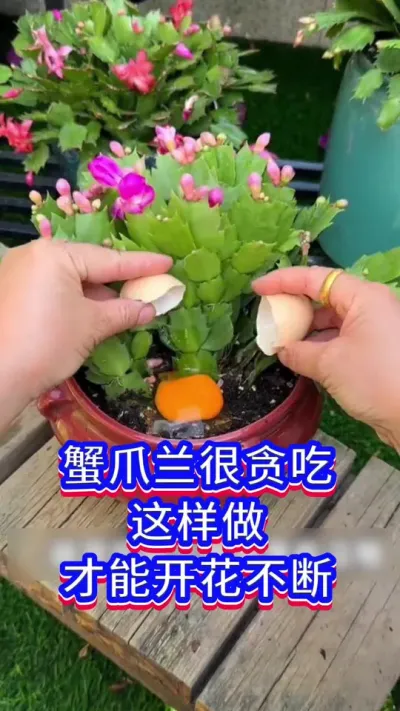 蟹爪兰开花小技巧#蟹爪兰 #花卉绿植 #爱生活爱养花