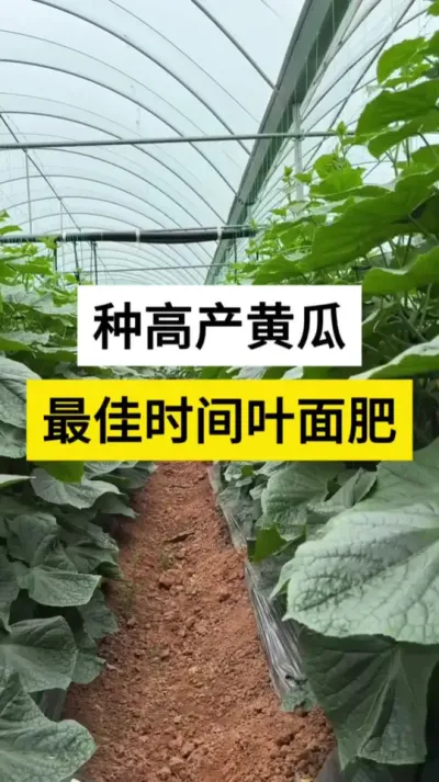 种高产黄瓜，最佳时间叶面肥 #黄瓜 #黄瓜高产种植 #黄瓜种植技术 #黄瓜管理技术 #服务三农支持三农