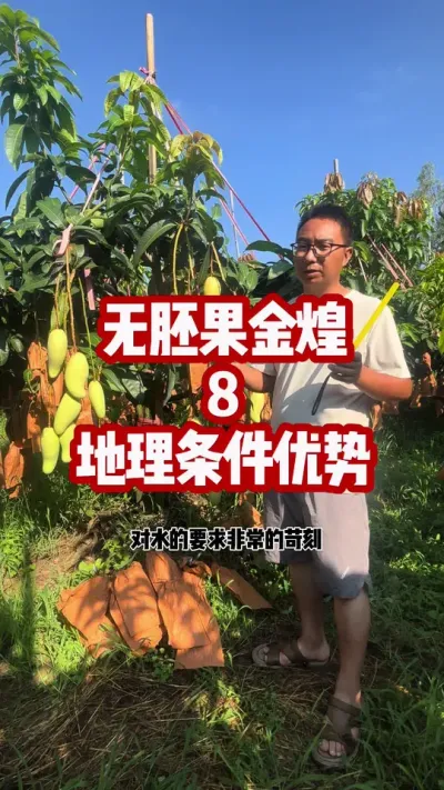 无胚果金煌拉长膨大靚果技术8--坐标河东，良好地理条件 #三农种植 #金煌芒 #农业种植技术