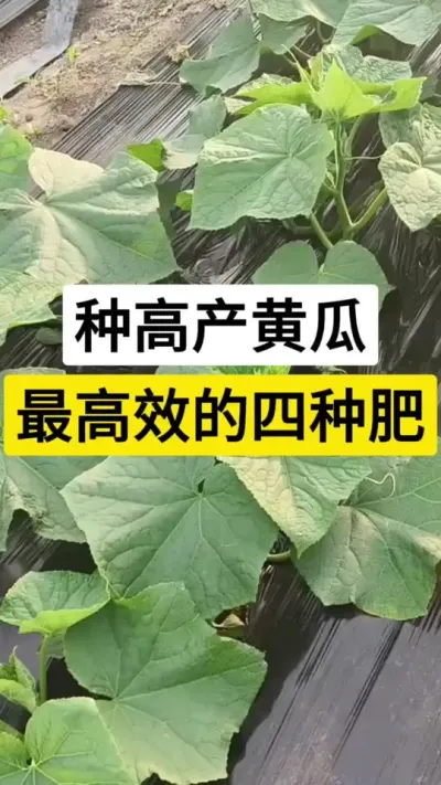 种高产黄瓜，最高效的四种肥 #黄瓜种植技术 #黄瓜高产种植 #黄瓜 #黄瓜施肥管理 #服务三农支持三农