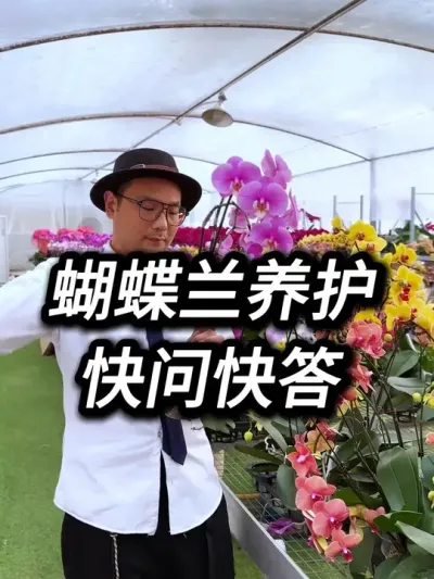 蝴蝶兰养护技巧 20年的养兰花经验，分享蝴蝶兰不死的核心秘密，为啥有人一换盆就死，是因为这6个细节没做到位，#蝴蝶兰 #蝴蝶兰换盆#蝴蝶兰养护