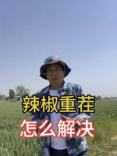 解决辣椒#重茬问题#辣椒种植