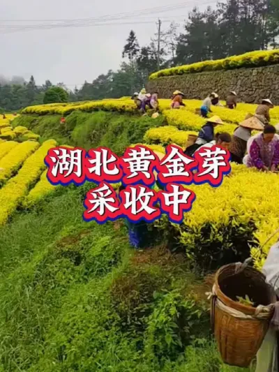#茶树种植技术与管理 #采茶 #抖音助农 黄金芽