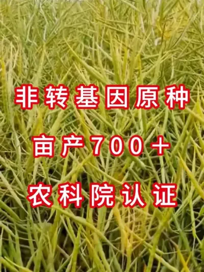 非转基因原种秦优10号 #高产油菜种子  #油菜种植技术  #农业致富项目  #种子测评  #油菜种植