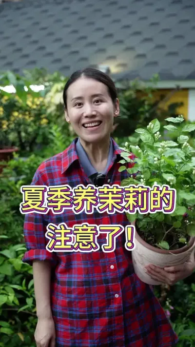 夏季养茉莉的要注意了#茉莉花束 #茉莉花养护 #花卉绿植 #养花小知识 #养花人的乐趣