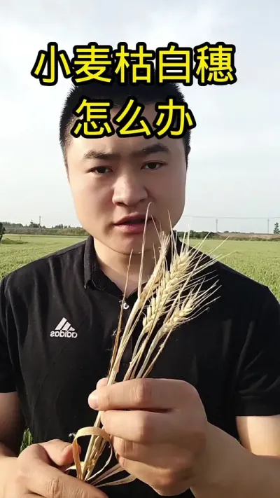 #病虫害防治#抖音助农#肥料#农技知识#