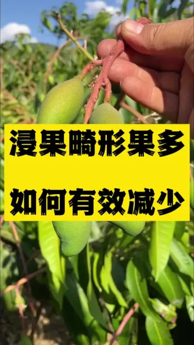 泡果过程中如何减少弯果，歪果，胖果出现的几率，这个动作也很重 #拉长膨大靓果技术#果树种植 #无胚果