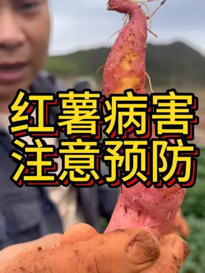 红薯种植中常见的问题#农业种植 #红薯种植 #农业技术推广 #节点施肥 #农业人