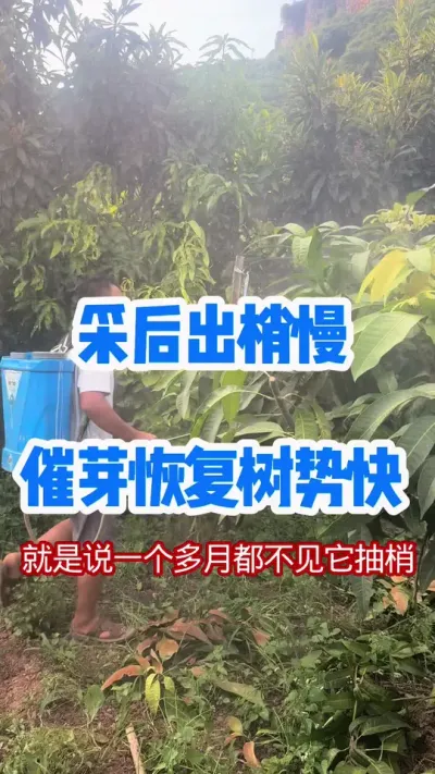 采后挂果多树势抽梢慢怎么办，一招解决它 #修剪 #农业种植技术 #三农种植