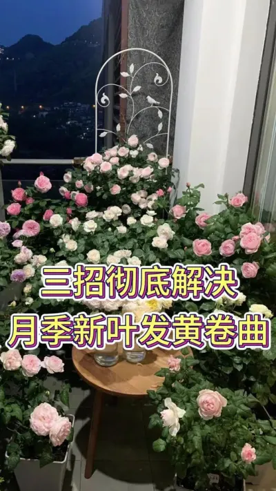 三招彻底解决月季新叶发黄卷曲#养花小知识 #花卉绿植盆栽 #月季花海 #月季养护 #养花修心