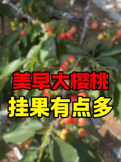 美早大樱桃结果现状#车厘子大樱桃 #大樱桃种植管理 #美早樱桃 #采摘樱桃