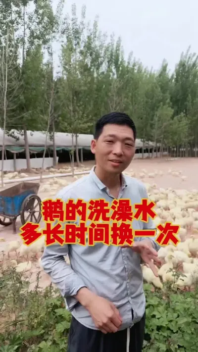 旺仔问鹅的洗澡水，多长时间换一次？#鹅苗 #养鹅人 #养鹅技术 #狮头鹅 #养鹅