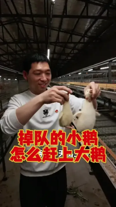 掉队的小鹅，怎么快速的赶上大鹅？#养鹅 #鹅苗 #狮头鹅 #养鹅技术 #养鹅人