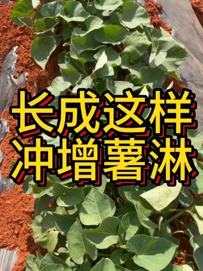 日系红薯这样管理#农业种植 #红薯种植技术 #农业技术推广 #节点施肥 #增薯淋