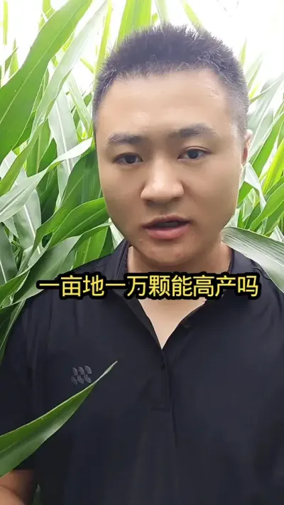 玉米播种密度越大产量就越高吗#病虫害防治#关注我每天分享农业知识#玉米种植#肥料#三农种植