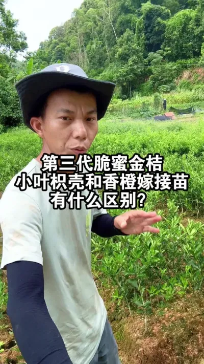 第三代脆蜜金桔苗，种植小叶枳壳和香橙嫁接苗有什么区别？ #脆蜜金桔 #融安金桔 #金桔