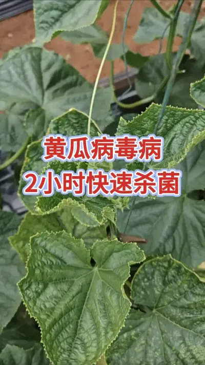 ƹϲ2Сʱɱ#