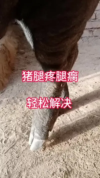 #三农养猪 #三农 #猪 #养猪 #自繁自养