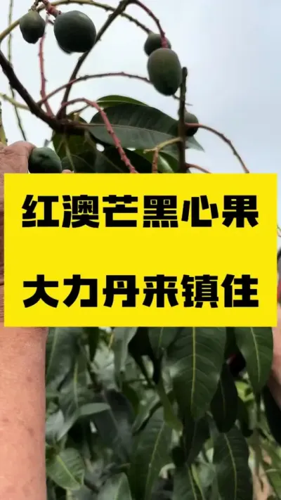 红澳芒谢花后使用大力丹，黑心果减少，满树都是果，去年早都掉了 #大力丹 #凯特芒果 #果树种植