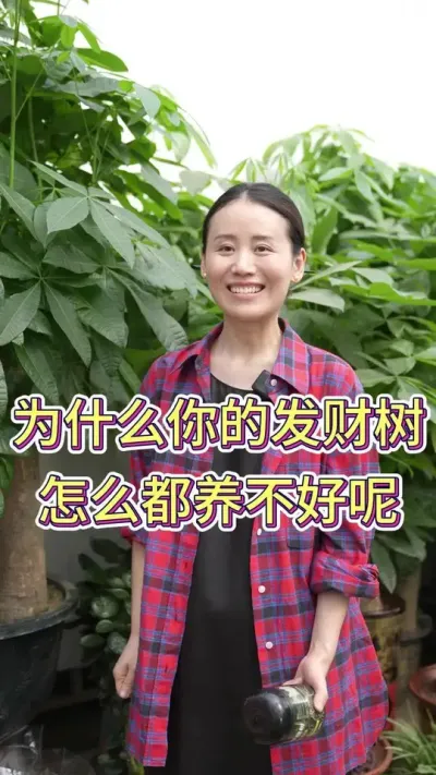 为什么你的发财树怎么都养不好？#发财树养护 #发财树 #养花小知识 #养花人的乐趣 #花卉绿植