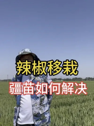 解决辣椒等作物僵苗的方法#抖音助农扶农 #辣椒种植 #增产增收小配方