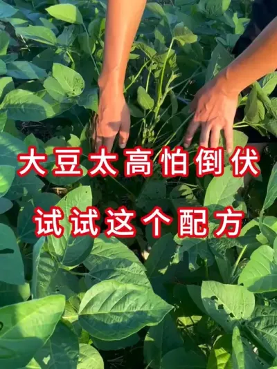 大豆防倒伏，老农1招解决 #三农流量扶持计划 #抖音助农 #大豆种植 #农业植保知识分享 #服务三农支持三农