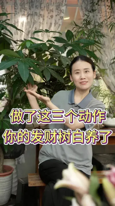 做了这三个动作，你的发财树就白养了#发财树养护 #养花小知识 #养花人的乐趣 #发财树开花 #花卉绿植