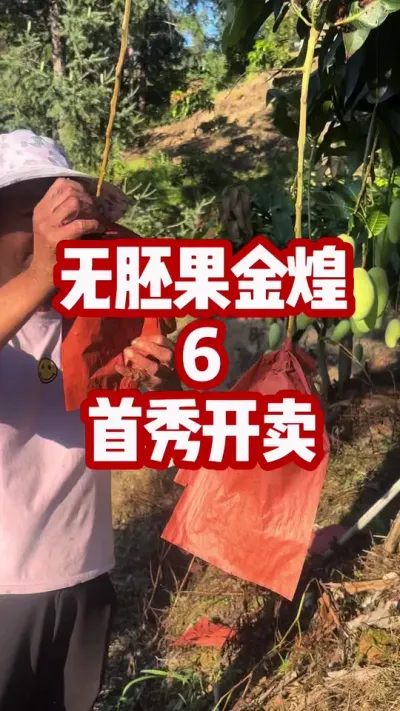 无胚果金煌拉长膨大技术回访6-坐标龙头，今日开卖 #拉长膨大靓果技术 #金煌芒
