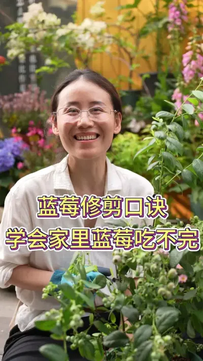 蓝莓修剪口诀，学会家里蓝莓吃不完#蓝莓#蓝莓种植#养花小知识 #养花人的乐趣 #花卉绿植