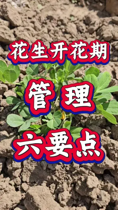 花生开花期管理六要点。#花生种植 #花生高产 #种花生 #花生种植管理技术 #花生高产种植技术