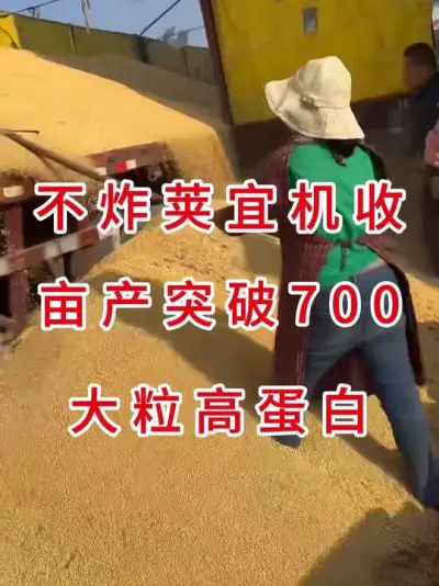 种地大户首选品种，高产高蛋白不炸荚 #三农流量扶持计划 #抖音助农 #产量特别高 #大豆种植 #农业种植