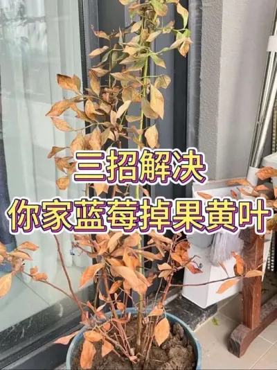 三招解决你家蓝莓掉果黄叶#蓝莓 #蓝莓种植 #蓝莓盆栽 #养花小知识 #花卉绿植