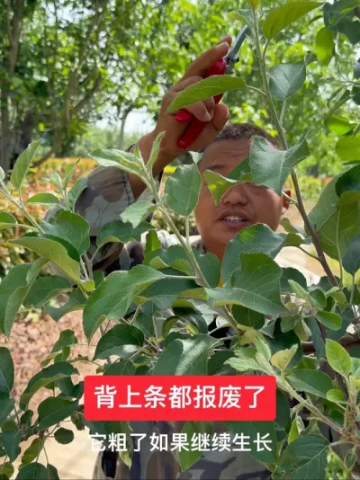 #新农人计划2025 #果树管理 #果树种植 #病虫害防治#这就是村里的劳动节