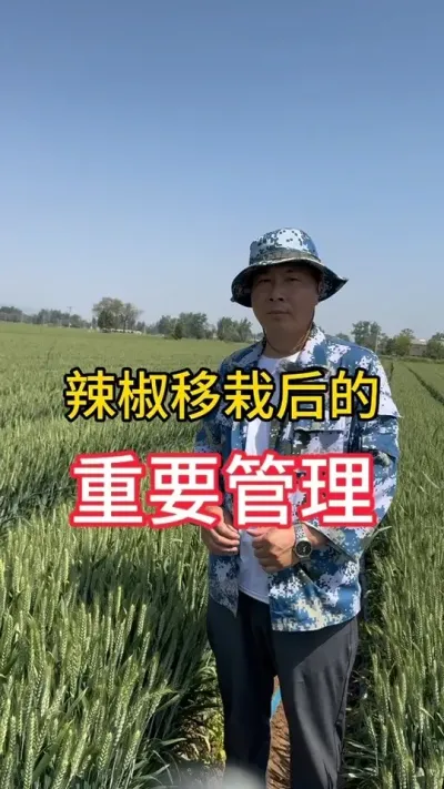 辣椒种植前期主要工作#辣椒种植 #农业种植 #辣椒管理技术 #辣椒管理套餐