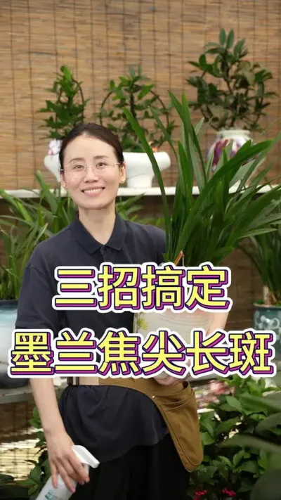 三招搞定墨兰焦尖长斑#墨兰 #墨兰花 #养花小知识 #养养花种种草 #花卉绿植