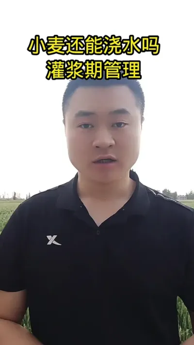 #病虫害防治#肥料#小麦管理#抖音助农#农业种植