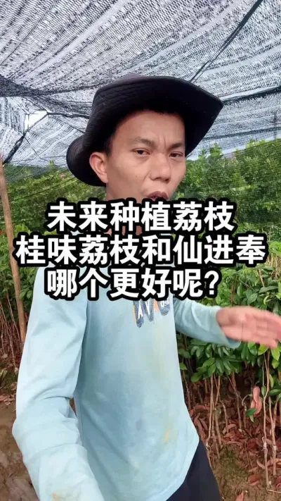 未来种植荔枝，桂味荔枝和仙进奉荔枝，哪个更好呢？ #桂味荔枝#仙进奉荔枝#荔枝苗