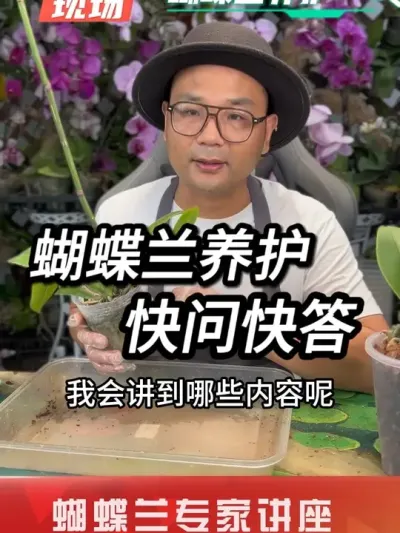 蝴蝶兰养护技巧 蝴蝶兰杀手注意，这6个习惯是致命操作，揭秘蝴蝶兰复花秘诀#蝴蝶兰 #蝴蝶兰换盆 #蝴蝶兰养护