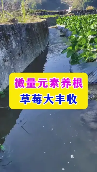 微量元素养根，草莓大丰收#草莓种植 #种植小技巧 #种植技术 #农业技术推广 #dou上热门 @DOU+小助手