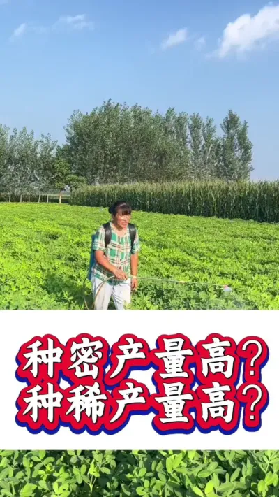 花生是种密一点产量高？还是种稀一点产量高？#花生种植 #花生高产 #种花生 #花生种植管理技术 #花生高产种植