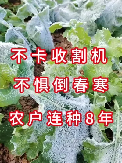 怕倒伏？怕炸荚？试试这个铁壳油菜 #高产油菜种子  #油菜种植技术  #农业致富项目  #种子测评  #油菜种植