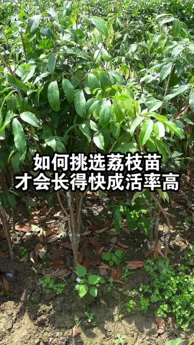 如何挑选荔枝苗，才会生长速度快成活率高 #果树种植 #荔枝苗#仙进奉荔枝
