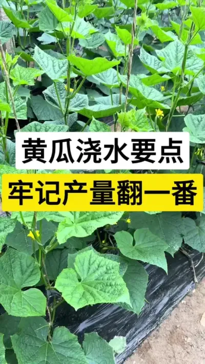 黄瓜浇水要点，牢记产量翻一番 #黄瓜种植技术 #黄瓜高产种植 #黄瓜 #黄瓜浇水技巧 #服务三农支持三农