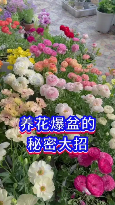 养花爆盆的秘密大招#养花小知识 #花卉绿植 #爱生活爱养花