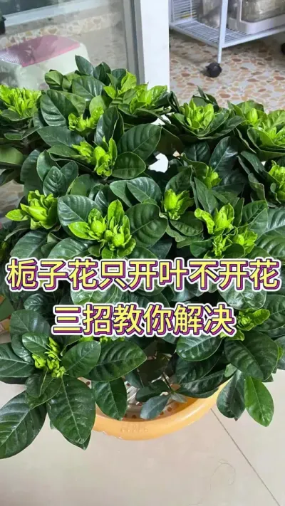 栀子花只开叶不开花，三招教你解决#栀子花 #栀子花养护 #养花小知识 #养花人的乐趣 #花卉绿植