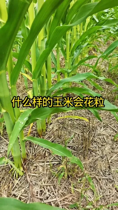 什么样的玉米容易秃尖花粒倒伏？#农业种植 #农业种植技术 #病虫害防治#关注我每天分享农业知识#玉米种植