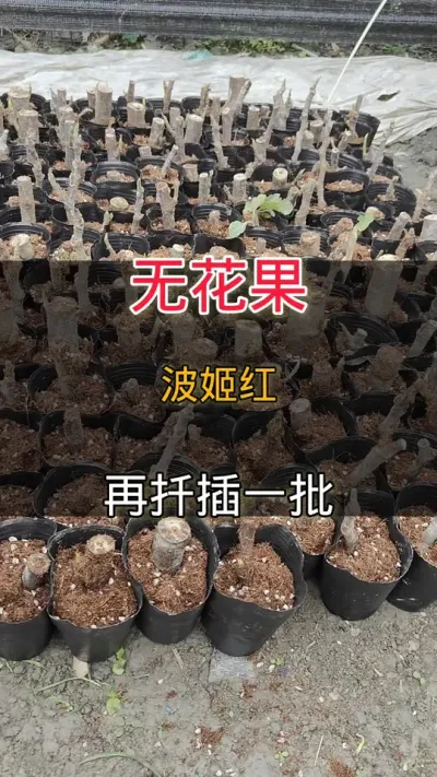 波姬红再扦插一批#种植小技巧#无花果
