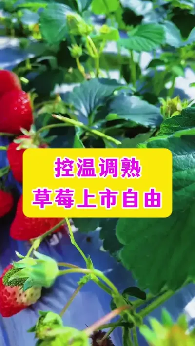 控温调熟，草莓上市自由#草莓种植 #种植小技巧 #农业种植技术 #每天分享蔬菜种植技巧 #dou上热门 @抖加🔥上热门🔥dou+🔥热点宝