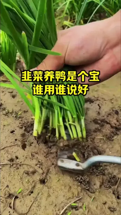 韭菜养鸭是个宝，谁用谁说好#抖音三农#养鸭#养殖