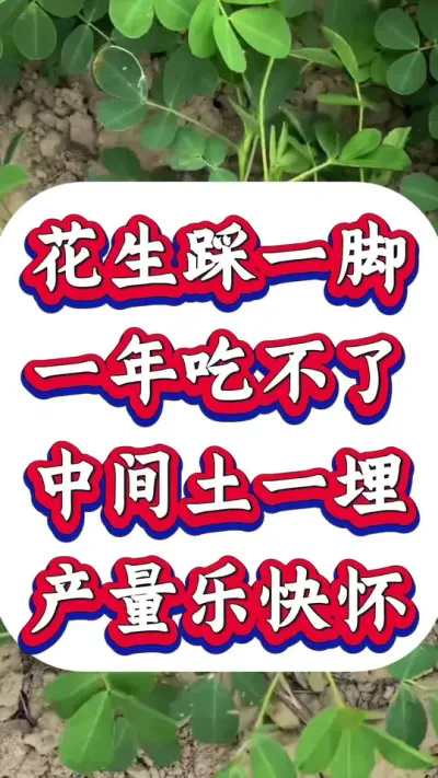 花生高产的物理技术技巧。#花生种植 #花生高产 #花生种植 #花生种植管理技术 #花生高产种植